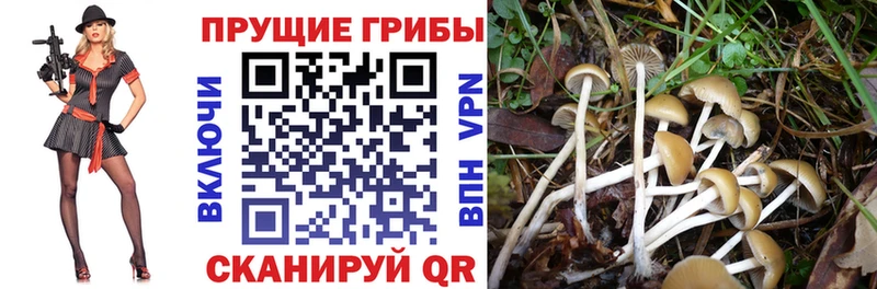 Галлюциногенные грибы GOLDEN TEACHER  Вятские Поляны 